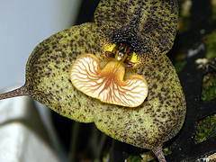 orchideák  különleges szinekkel 12