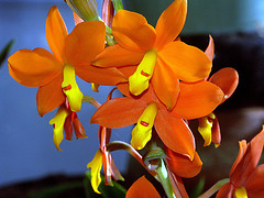 orchideák  különleges szinekkel 13
