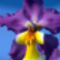 orchideák  különleges szinekkel 14