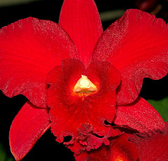 orchideák  különleges szinekkel 15