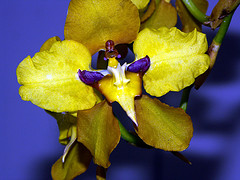 orchideák  különleges szinekkel 16