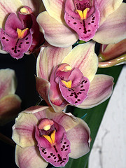 orchideák  különleges szinekkel 18
