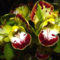 orchideák  különleges szinekkel 19