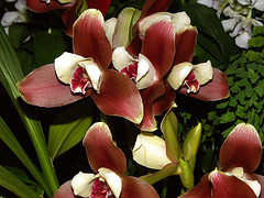 orchideák  különleges szinekkel 1