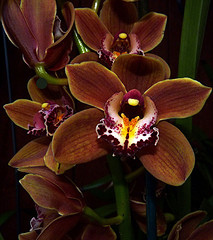 orchideák  különleges szinekkel 20