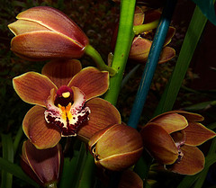 orchideák  különleges szinekkel 21