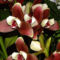 orchideák  különleges szinekkel 22