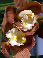 orchideák  különleges szinekkel 25