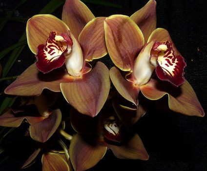 orchideák  különleges szinekkel 26