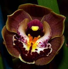orchideák  különleges szinekkel 28