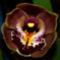 orchideák  különleges szinekkel 28