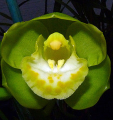 orchideák  különleges szinekkel 29