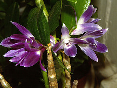 orchideák  különleges szinekkel 2