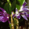 orchideák  különleges szinekkel 2