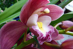 orchideák  különleges szinekkel 30