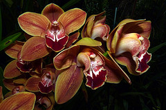 orchideák  különleges szinekkel 31