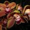 orchideák  különleges szinekkel 31