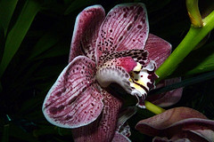 orchideák  különleges szinekkel 32