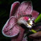 orchideák  különleges szinekkel 32