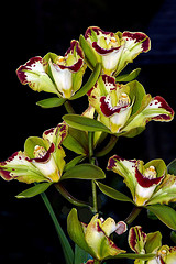 orchideák  különleges szinekkel 33