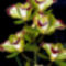 orchideák  különleges szinekkel 33