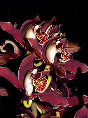 orchideák  különleges szinekkel 3