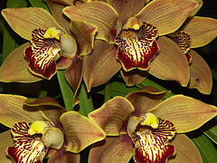 orchideák  különleges szinekkel 4