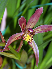orchideák  különleges szinekkel 5