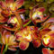 orchideák  különleges szinekkel 6