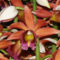 orchideák  különleges szinekkel 8