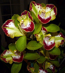 orchideák  különleges szinekkel 9