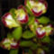 orchideák  különleges szinekkel 9