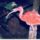 Scarlet_ibis_622296_73008_t