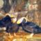tufted_puffins