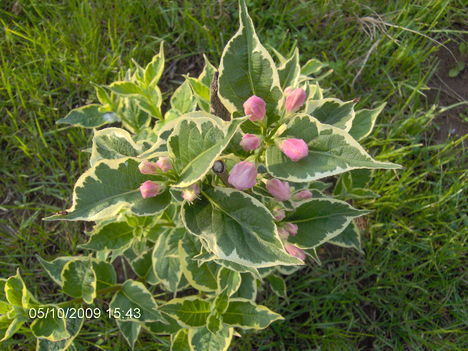 Rózsalonc tarka levelű - Weigela florida Vaiegata