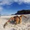 Coconut Crabs, Christmas Island