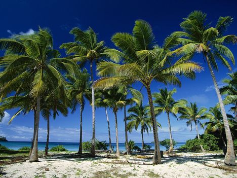 Coconut Palms, Taunga Island, Vava'u Island Group, Tonga