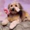 dog_wallpapers_106