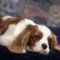 dog_wallpapers_109