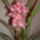 Mikó Tünde orchideái