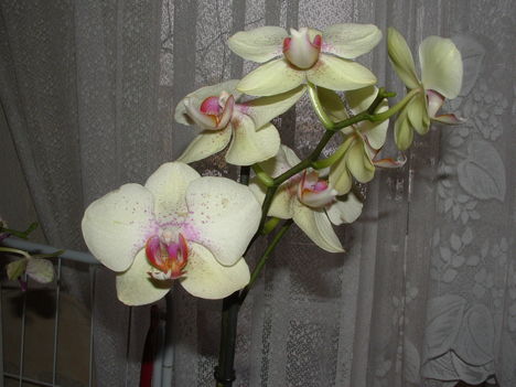orchideák 006