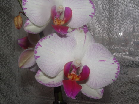 orchideák 072