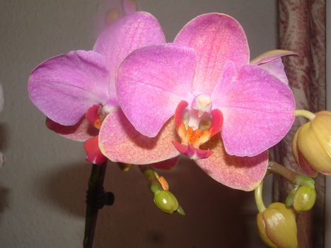 orchideák 094