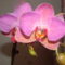 orchideák 094