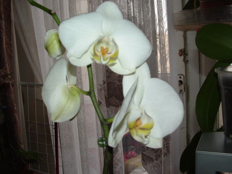 orchideák 014