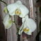 orchideák 014