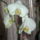 Orchideak_014_625886_26601_t