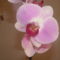 Orchideák 020