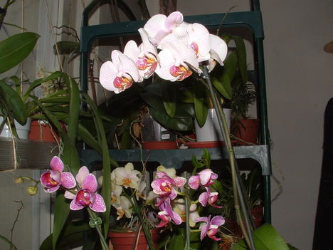 Orchideák 029