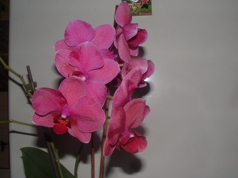 Orchideák 034